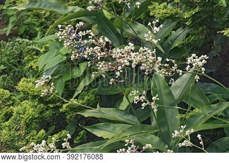 Close-up Image Of East Asian Pollia Folage And Fruits