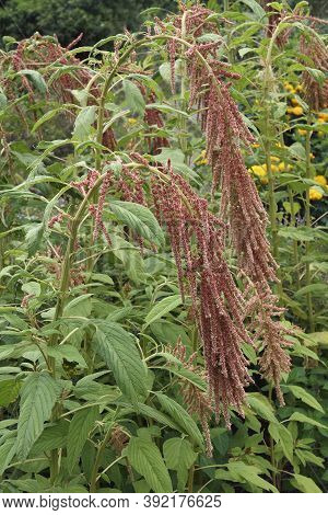 Love Lies Bleeding (amaranthus Caudatus 'coral Fountain')