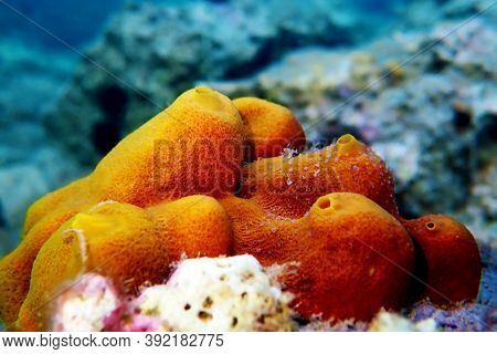 Yellow/golden Tube Mediterranean Sponge - Aplysina Aerophoba