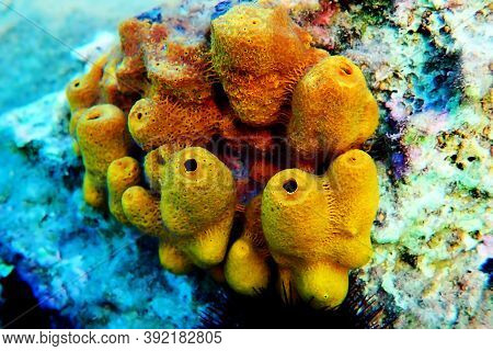 Yellow/golden Tube Mediterranean Sponge - Aplysina Aerophoba