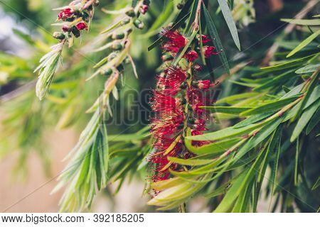 Native Australian Callisteon Tree With Red Flowers Outdoor In Sunny Backyard Shot At Shallow Depth O