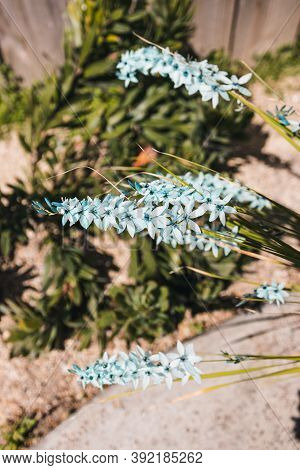 Close-up Of Ixia African Corn Lilies Plant Outdoor In Sunny Backyard Shot At Shallow Depth Of Field