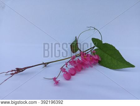 Bridal Tears (antigonon) Is A Climbing Plant (liana), A Member Of The Polygonaceae Tribe Originating