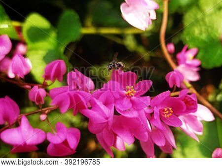 Bridal Tears (antigonon) Is A Climbing Plant (liana), A Member Of The Polygonaceae Tribe Originating