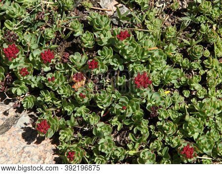 King\\\'s Crown (Sedum roseum) red wildflowers in Beartooth Mountains, Montana