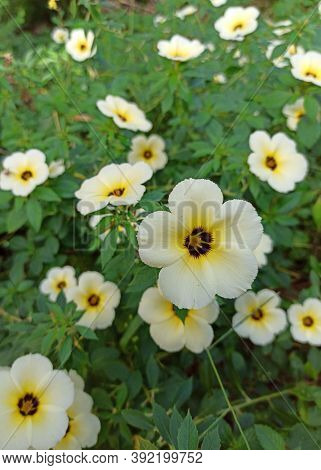 Turnera Subulata (turnera Subulata) Is A Species Of Flowering Plant Belonging To The Genus Of Eight 