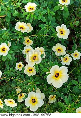 Turnera Subulata (turnera Subulata) Is A Species Of Flowering Plant Belonging To The Genus Of Eight 