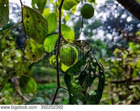 Ziziphus Mauritiana, Also Known As Indian Plum, Indian Jujube, Is A Tropical Fruit Tree Species Belo