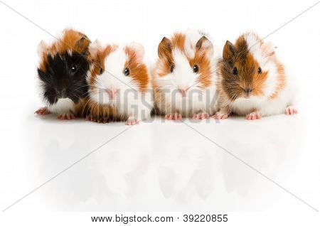 Quatre cochons d'Inde en ligne