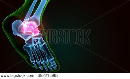 3d Illustration Of The Human Skeleton Talus Bone Anatomy
