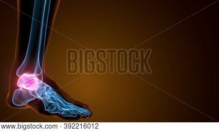 3d Illustration Of The Human Skeleton Talus Bone Anatomy