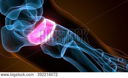 3d Illustration Of The Human Skeleton Navicular Bone