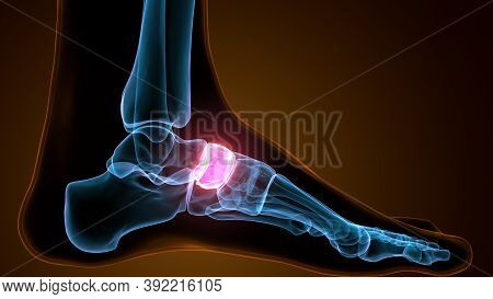3d Illustration Of The Human Skeleton Navicular Bone
