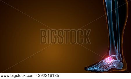 3d Illustration Of The Human Skeleton Navicular Bone