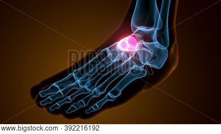 3d Illustration Of The Human Skeleton Navicular Bone
