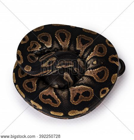 Top View Curled Up Baby Female Ballpython Aka Python Regius, Isolated On White Background.