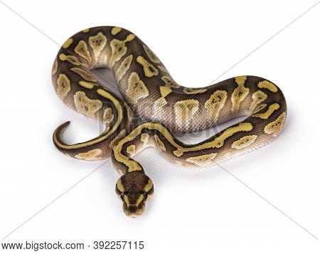 Baby Female Lesser Pastel Ballpython Aka Python Regius. Top View. Isolated On White Background.
