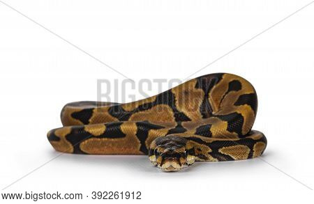 Baby Male Enchi Ballpython Aka Python Regius, Isolated On White Background.
