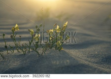 A Group Of Blooming Gallwort (linaria Loeselii) In Its Natural Environment At Dawn With A Sand Spiri