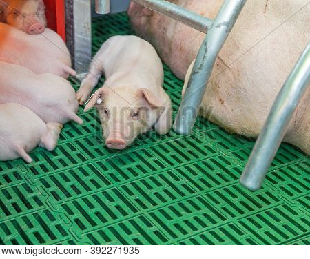 One Piglet In Farrowing Parlor At Modern Farm