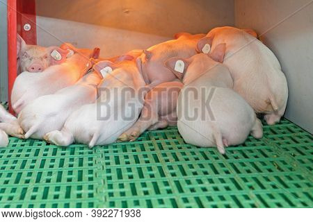 Many Newborn Pigles Under Lamp Heater At Modern Farm
