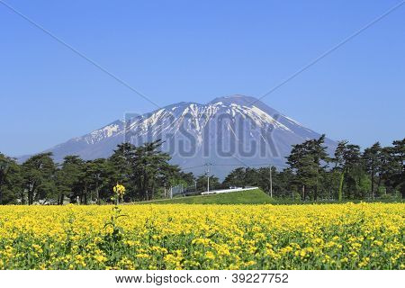 Mt. Iwate i rzepakowym polu, uprawy rzepak