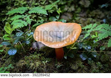 Orange  Wild Mushrooms On The Forest Floor
