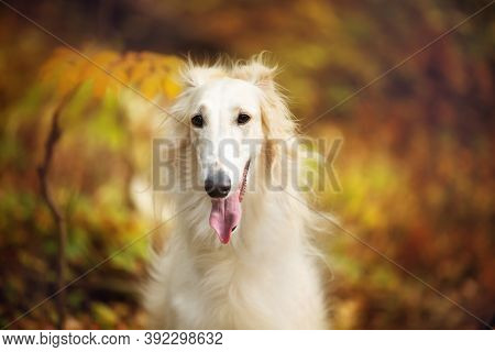 Beautiful Russian Borzoi Dog In The Forest In Fall. Close-up Of Gorgeous And Elegant Dog Breed Russi