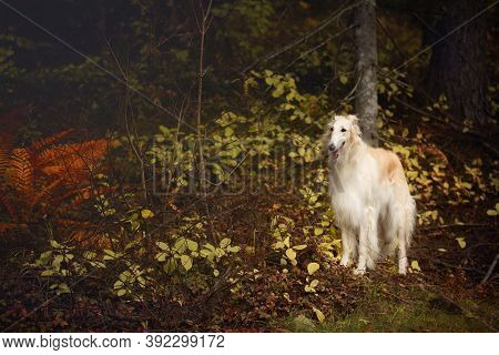 Gorgeous Russian Borzoi Dog Standing In The Dark Fall Forest. Beautiful Dog Breed Russian Wolfhound