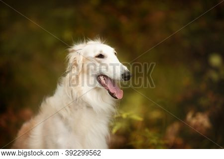 Adorable Russian Borzoi Dog In The Dark Fall Forest. Beautiful Dog Breed Russian Wolfhound In Autumn
