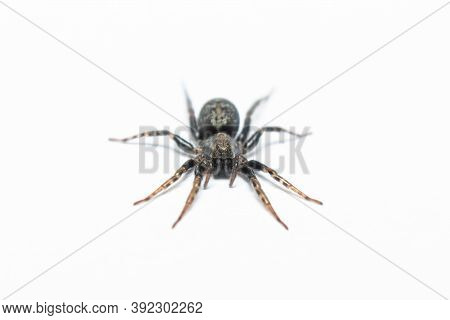 Black Spider Macro Stock Photo In White Background