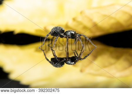 Little Spider Standing On A Reflective Surface Stock Photo