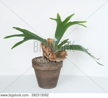  Staghorn Fern in Brown Clay Pot