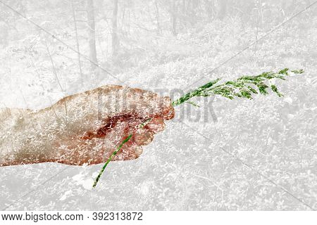 Multiple Exposure: Hand With A Blade Of Grass And A Forest Thicket. Ecology And Forest Ecosystem.