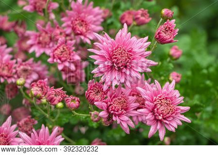 Pink Flowers Of The Aster. Aster Dumosus
