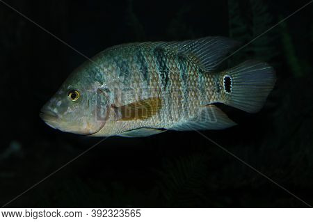 Peacock Cichlid, Cichla Ocellaris, Adult Fish From South America