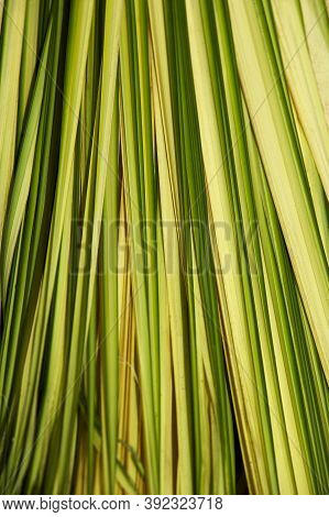 Leaves Of Palmtree Mauritia Flexulosa To Make Hammock, Orinoco Delta In Venezuela