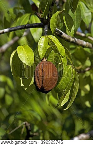 Tree Called Water Cocoa, Orinoco Delta In Venezuela