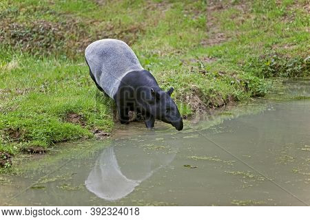 Malayan Tapir Tapirus Indicus, Adult Entering Water