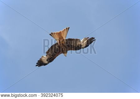Red Kite Milvus Milvus, Adult In Flight, Underside