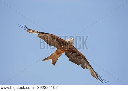 Red Kite Milvus Milvus, Adult In Flight, Underside