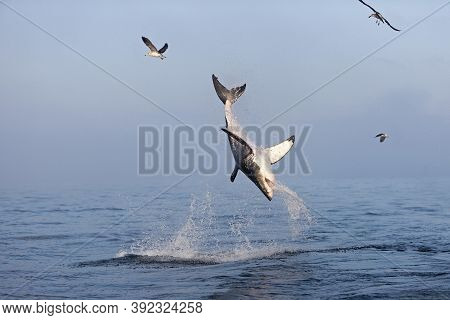 Great White Shark Carcharodon Carcharias, Adult Breaching, False Bay In South Africa