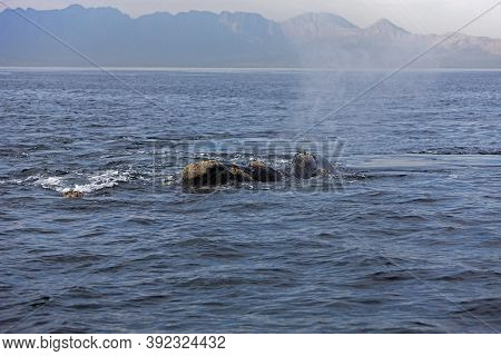 Southern Right Whale Eubalaena Australis Near Hermanus In South Africa