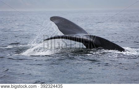 Southern Right Whale Eubalaena Australis Near Hermanus In South Africa