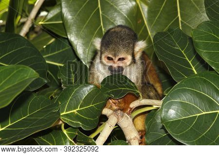 Squirrel Monkey, Saimiri Sciureus, Adult Standing In Tree