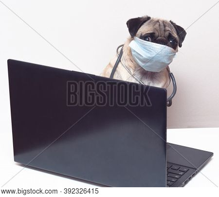 Pug Dog In Medical Mask And With Stethoscope Works As A Doctor At A Laptop. Concept Of A Doctor Dog