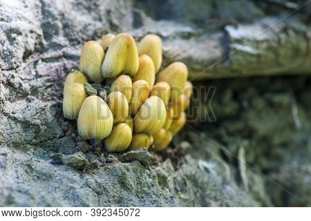 Forest Mushrooms On An Old Tree Trunk . A Group Of Toadstool Mushrooms. Forest Mushrooms.