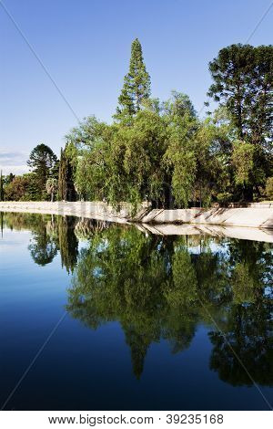 Tree Reflected In The Lake