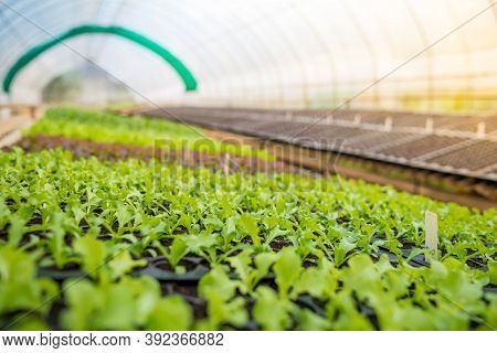 Organic Farming. Hydroponic Organic Vegetables Are Growing In Greenhouse For Export To The Market. I