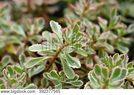 Stonecrop Tricolor - Latin Name - Sedum Spurium (phedimus Spurius) Tricolor